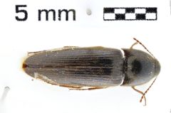 Foto (Dorsalansicht) von Megapenthes nigriceps (Schaeffer, 1916)